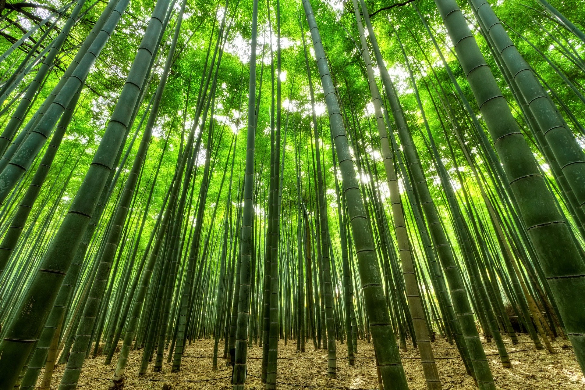 Bild zeigt einen Bambuswald und steht symbolisch für Bambus im Haus und Garten.