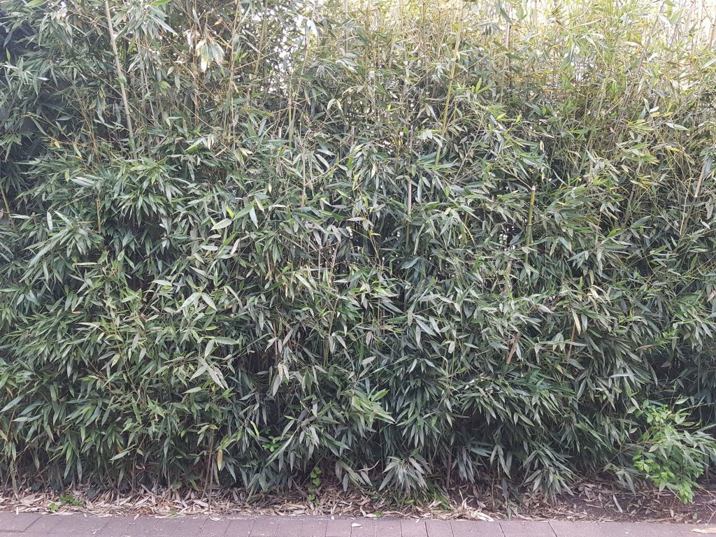 Drei Meter hoher Bambus-Sichtschutz am Rande eines Gehweges in der Stadt.