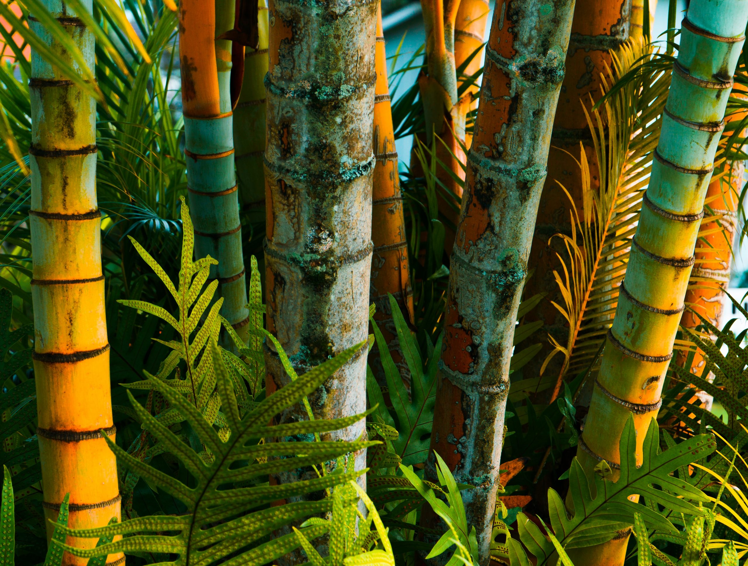Symbolbild für Bambus Geschenke für jeden Anlass. Man sieht einen bunten Bambus-Wald